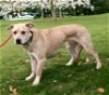 adoptable Dog in franklin, IN named WINSTON