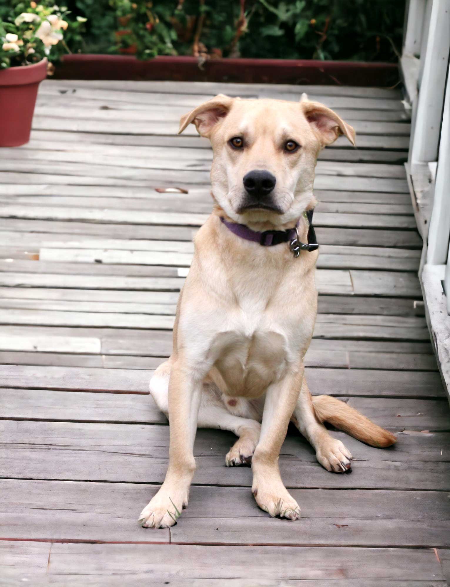 adoptable Dog in Franklin, TN named WINSTON