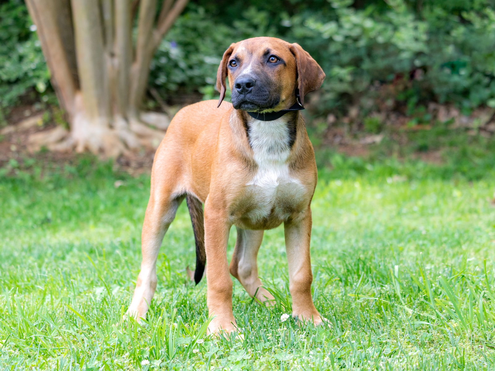 Dog for Adoption - PUPPY REBA, a Mountain Cur in Clarksville, TN ...