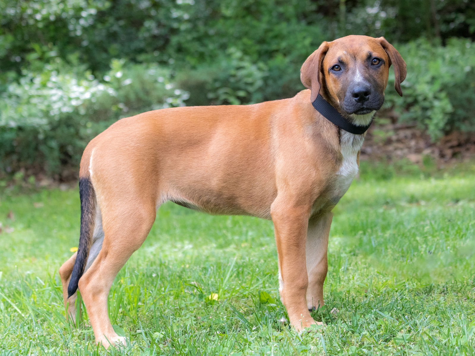 Dog for Adoption - PUPPY REBA, a Mountain Cur in Clarksville, TN ...