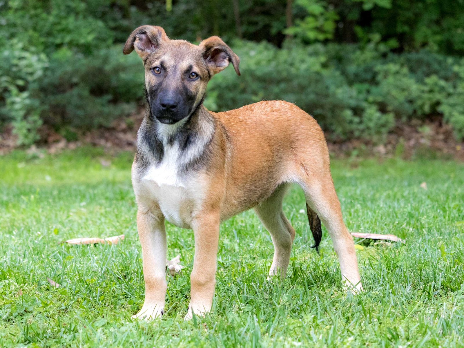 adoptable Dog in Franklin, TN named PUPPY LITTLE JIMMY DICKENS