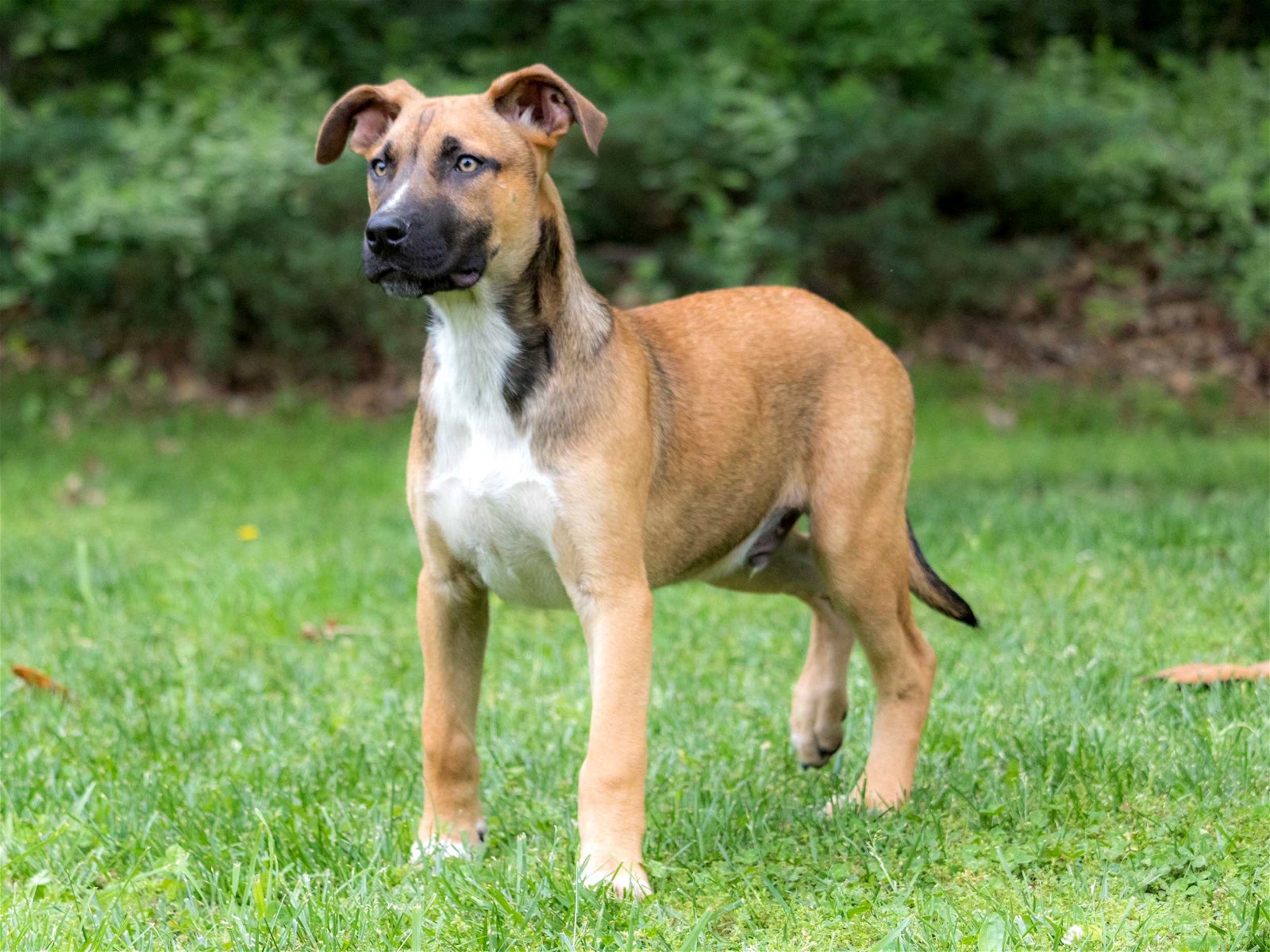 adoptable Dog in Franklin, TN named PUPPY RAY BENSEN