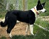 adoptable Dog in franklin, IN named KENZIE
