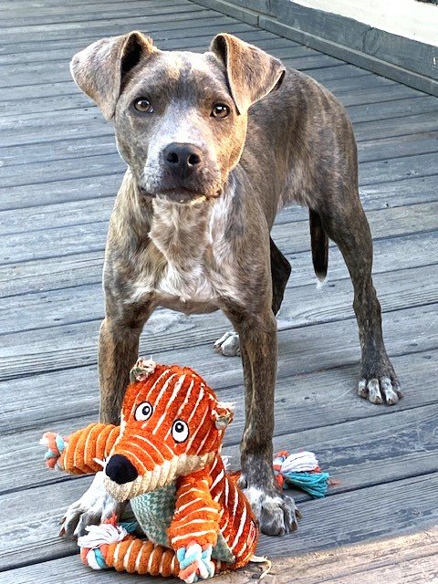 adoptable Dog in Franklin, TN named PUPPY CHARISMATIC CARLY