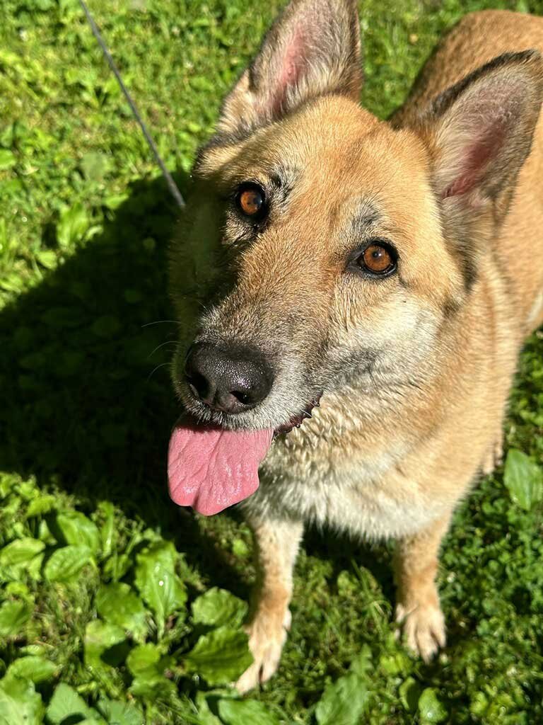 adoptable Dog in Franklin, TN named LUKA