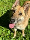 adoptable Dog in franklin, IN named LUKA