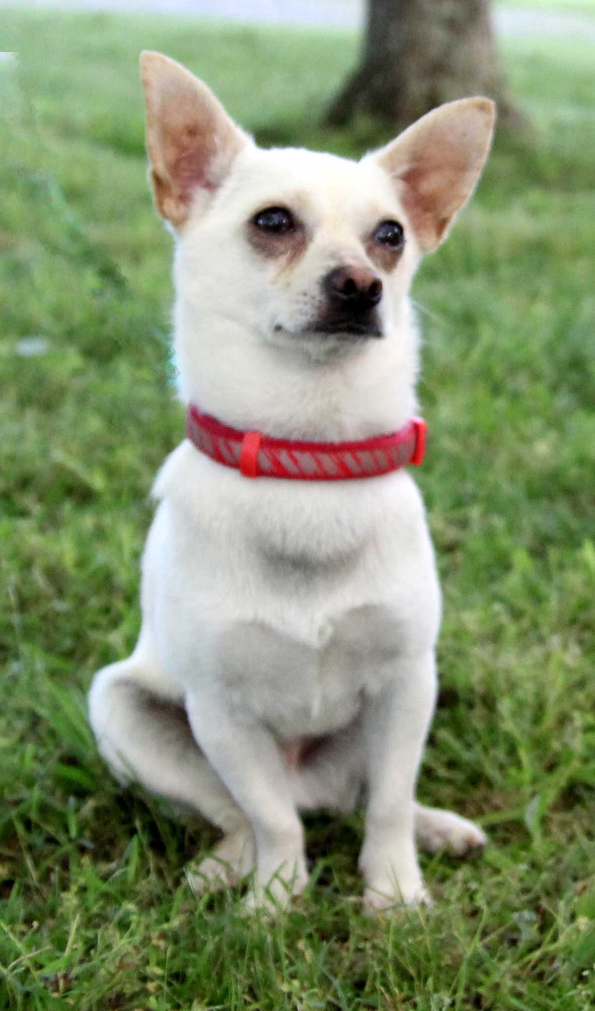 adoptable Dog in Franklin, TN named FROSTY