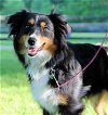 adoptable Dog in franklin, IN named ROBIN