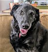 adoptable Dog in franklin, TN named BEULAH MAE