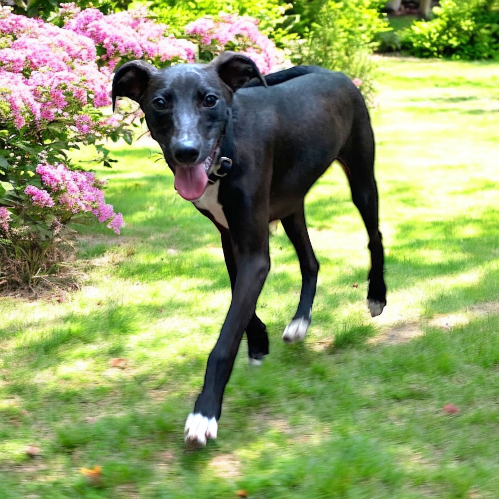 adoptable Dog in Franklin, TN named PUPPY EDDIE