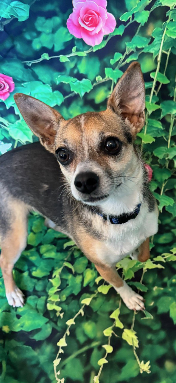 Dog for Adoption RAIN, a Chihuahua in Davidson County, TN Alpha Paw