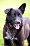 adoptable Dog in , TN named SALLY O