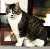 adoptable Cat in , TN named MR. TOM TOM