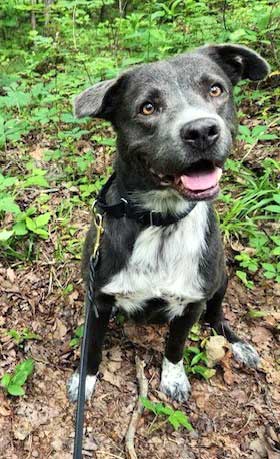 adoptable Dog in Franklin, TN named BUCKSHOT