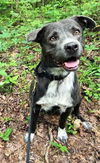 adoptable Dog in , TN named BUCKSHOT