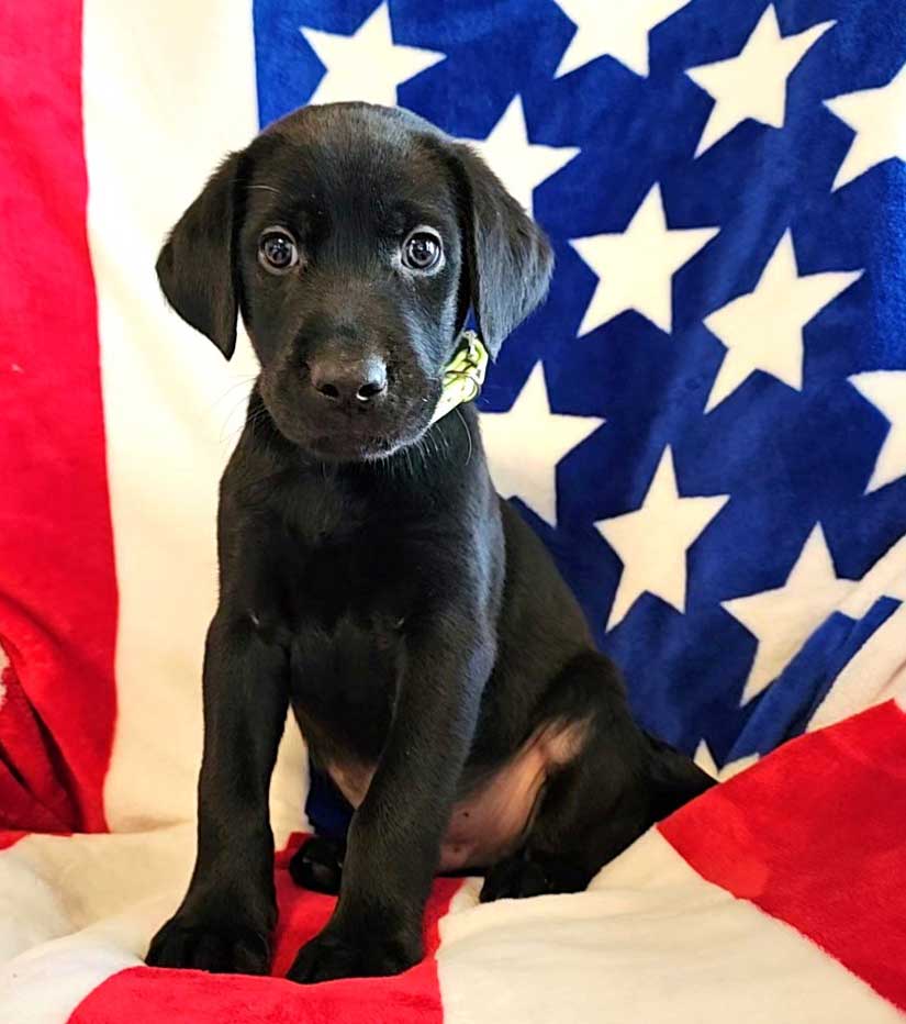 adoptable Dog in Franklin, TN named BLACK LAB MIX PUPPIES