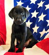 adoptable Dog in Franklin, TN named BLACK LAB MIX PUPPIES