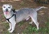adoptable Dog in , TN named SILVER SAM