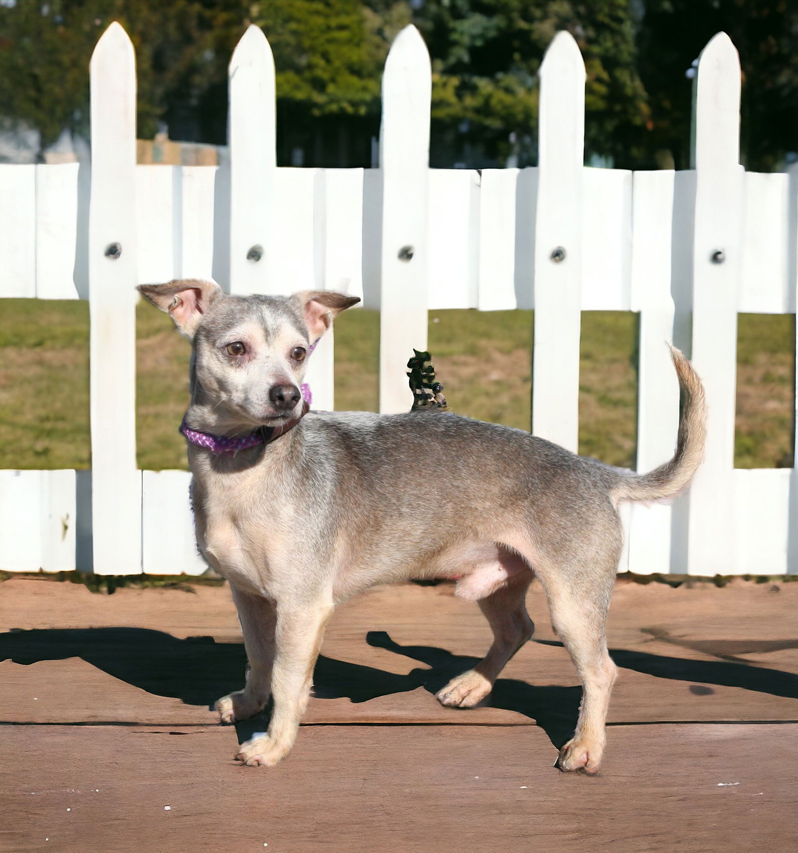 adoptable Dog in Franklin, TN named SILVER SAM