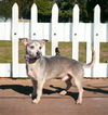 adoptable Dog in , TN named SILVER SAM