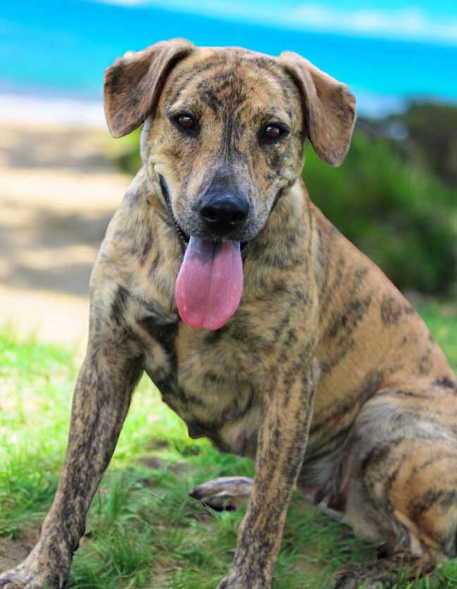 adoptable Dog in Franklin, TN named LUMINA