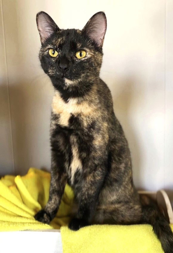 adoptable Cat in Franklin, TN named SWEET SUE