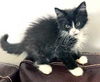 adoptable Cat in , TN named KITTEN HOLLAR