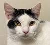 adoptable Cat in Franklin, TN named CAROLINA