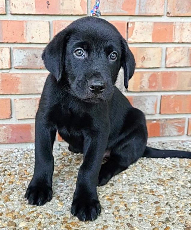 adoptable Dog in Franklin, TN named PUPPY ATHOS