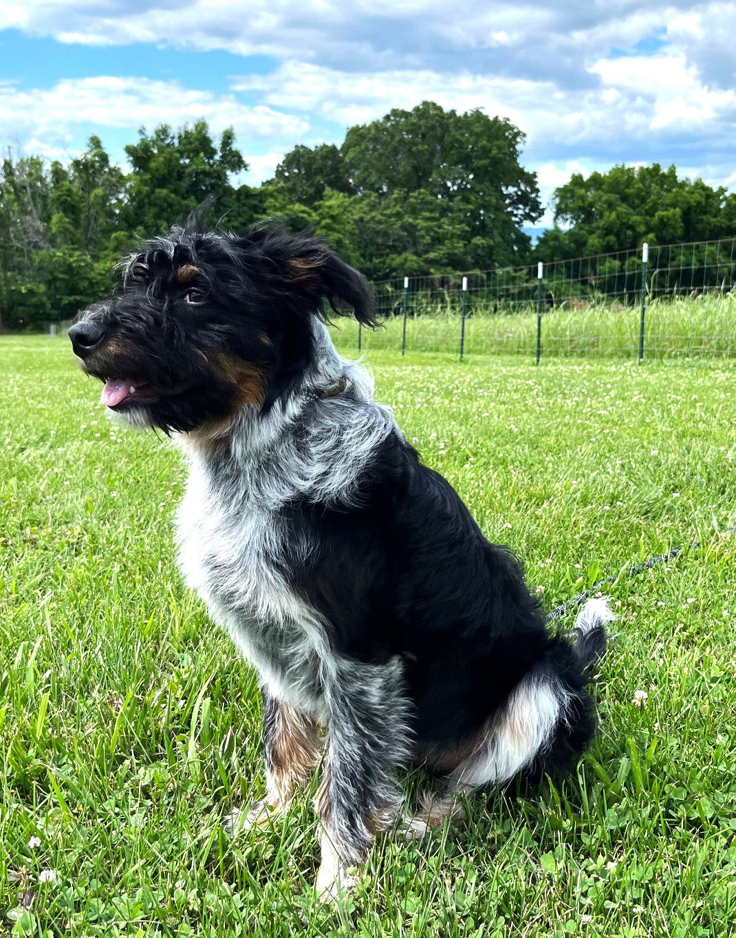 adoptable Dog in Franklin, TN named PUPPY BO