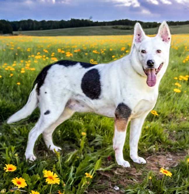 adoptable Dog in Franklin, TN named SPOCK