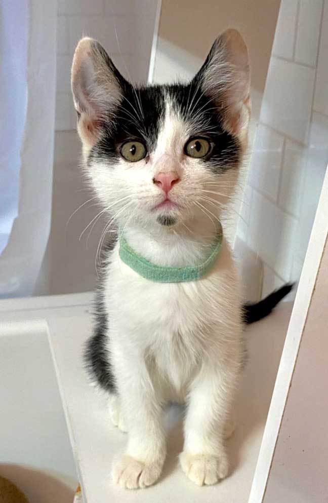 adoptable Cat in Franklin, TN named KITTEN ENID