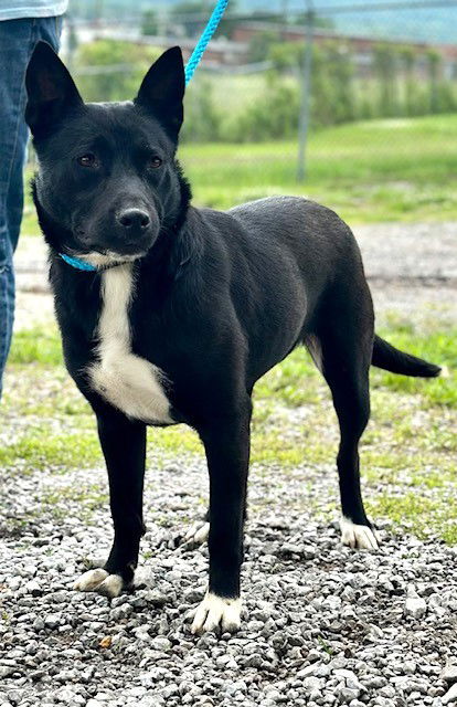 adoptable Dog in Franklin, TN named PANDA GIRL - FOSTER NEEDED - IN SHELTER FOR 9 MOS.