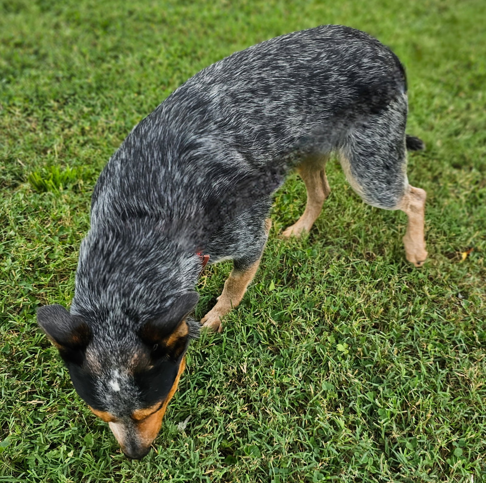 Dog for Adoption - BLUE SULLY LUVS KIDS AND CATS, a Australian Cattle ...