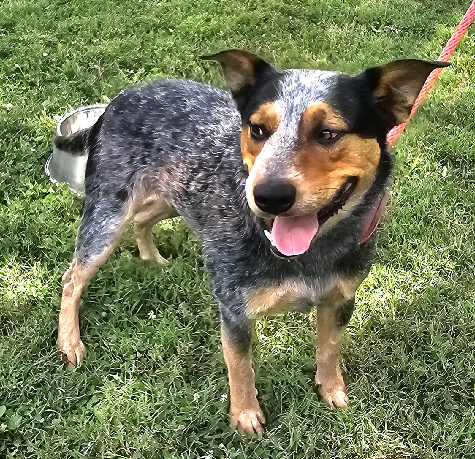Dog for Adoption BLUE SULLY LUVS KIDS AND CATS, a Australian Cattle