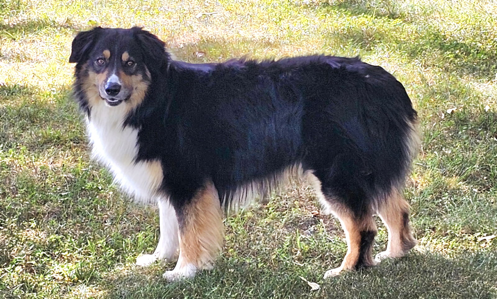 adoptable Dog in Franklin, TN named SEBASTIAN