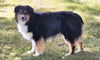 adoptable Dog in , TN named SEBASTIAN