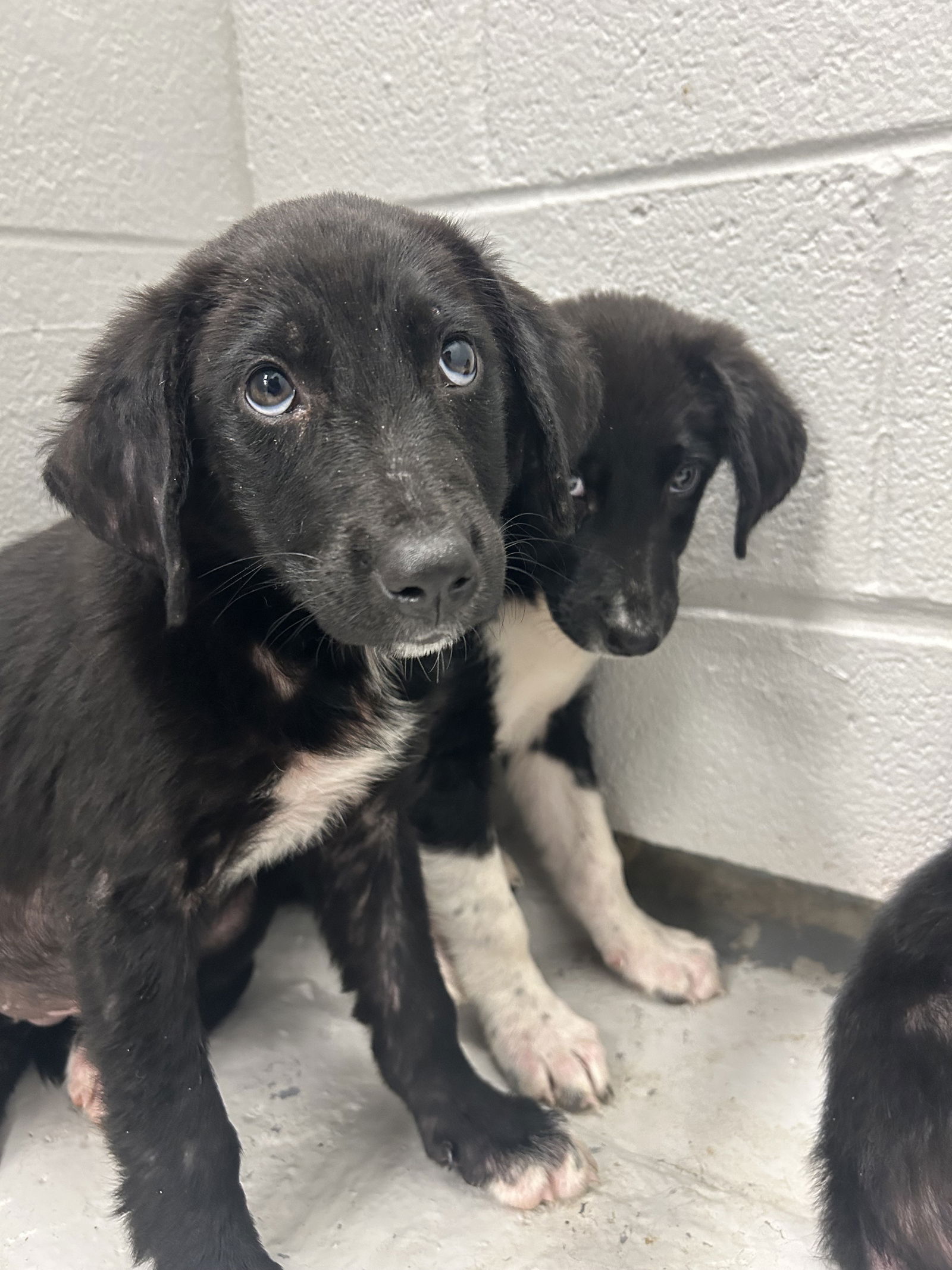 adoptable Dog in Franklin, TN named FOSTERS NEEDED FOR PUPPIES!