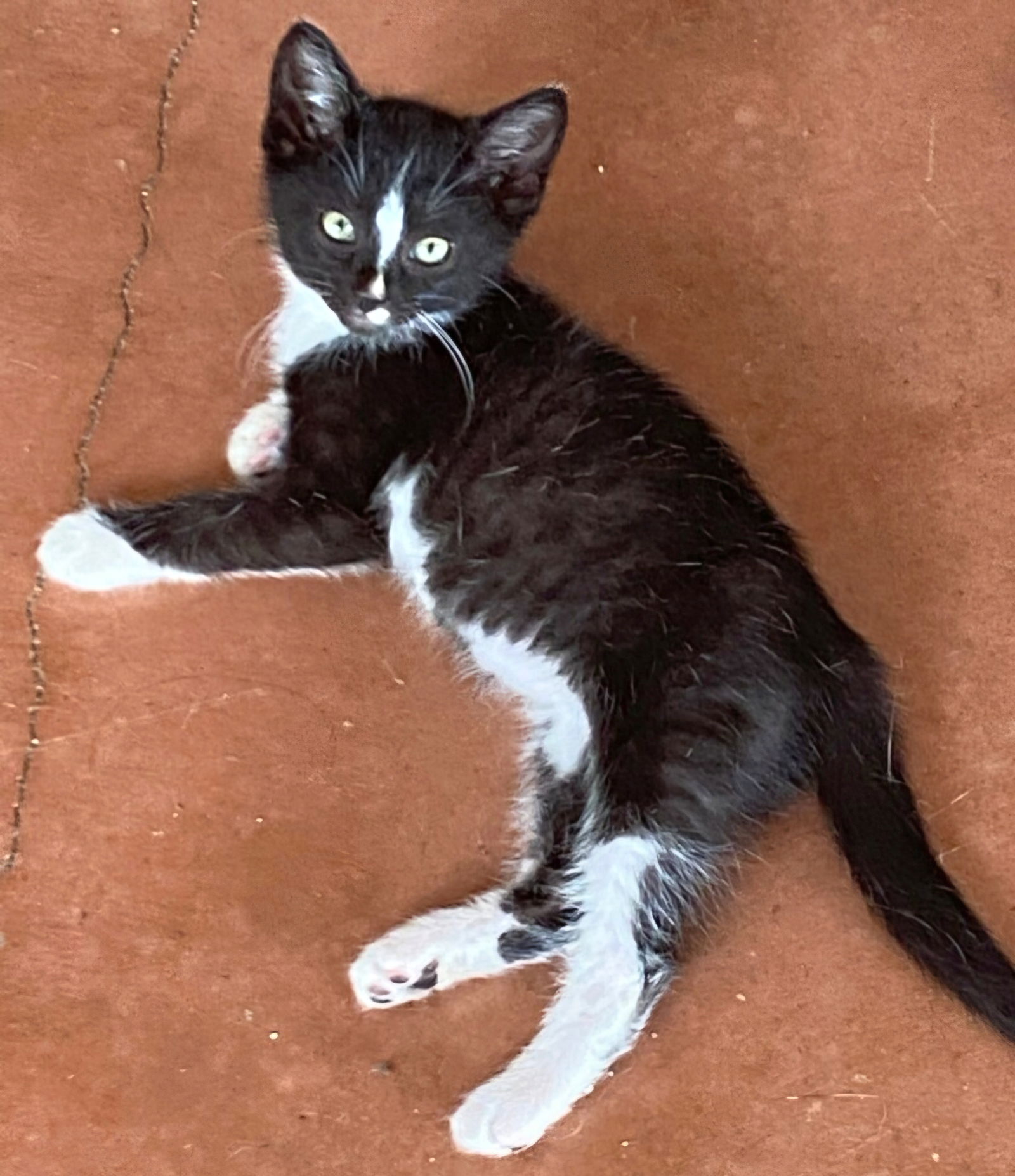 adoptable Cat in Franklin, TN named KITTEN LIL TUX