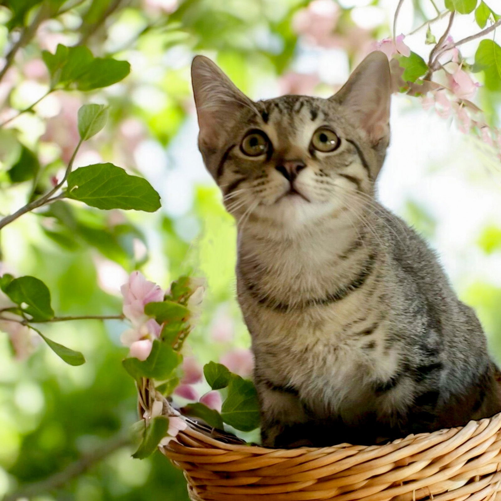 adoptable Cat in Franklin, TN named KITTEN BIG LIL GREYBOY