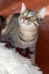 KITTEN BIG LIL GREYBOY - Photo 2