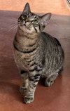 KITTEN BIG LIL GREYBOY - Photo 3