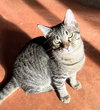 KITTEN BIG LIL GREYBOY - Photo 4