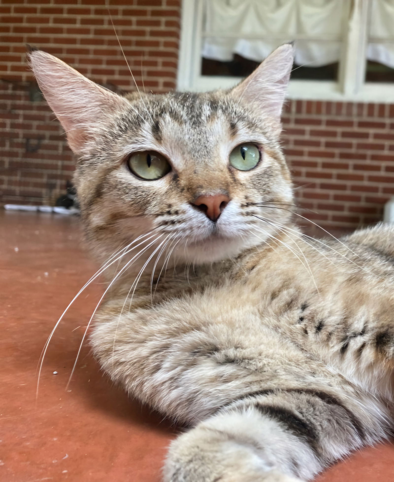 adoptable Cat in Franklin, TN named MAMA MARIBEL