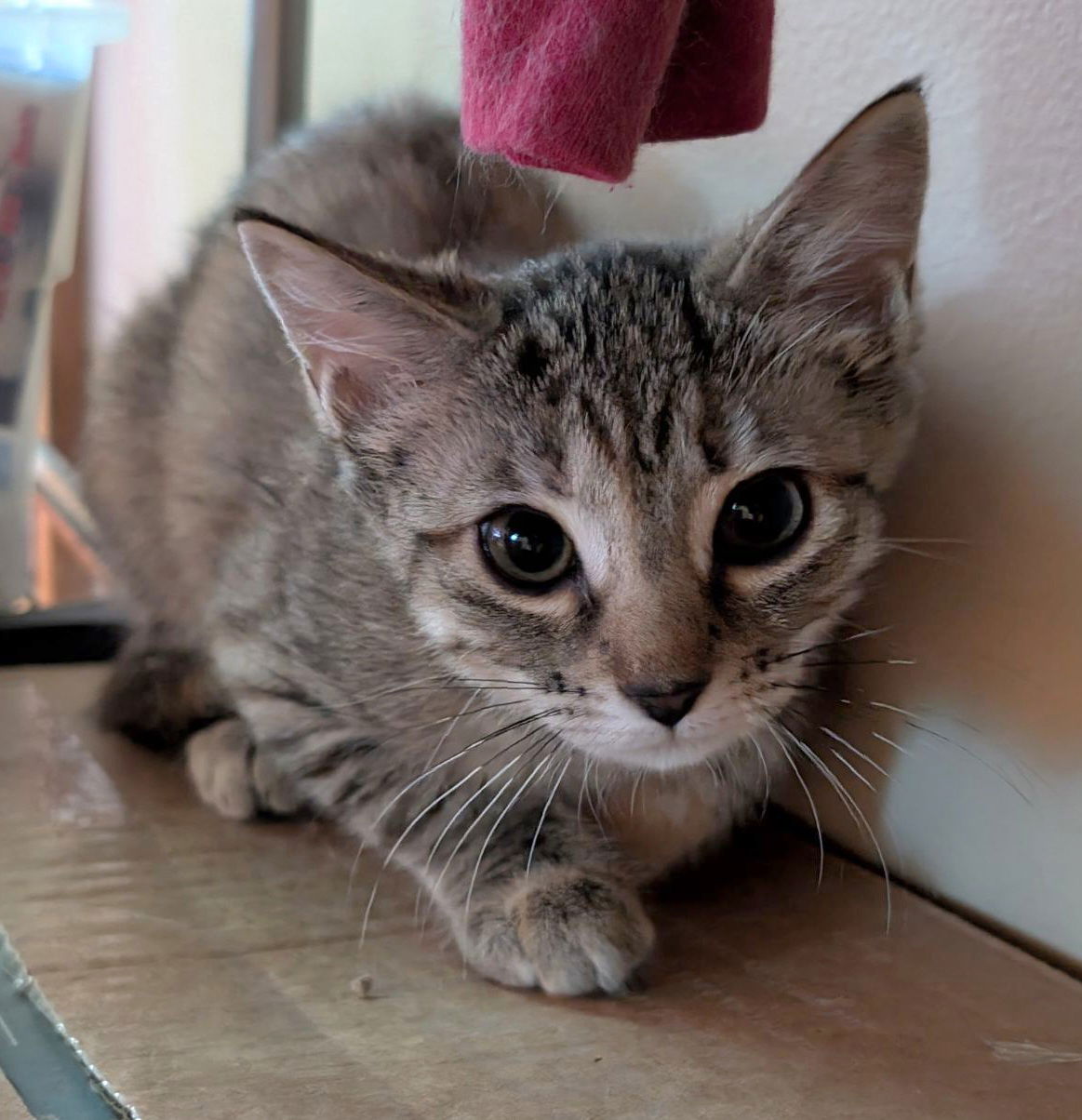 adoptable Cat in Franklin, TN named KITTEN MOCHA GIRL