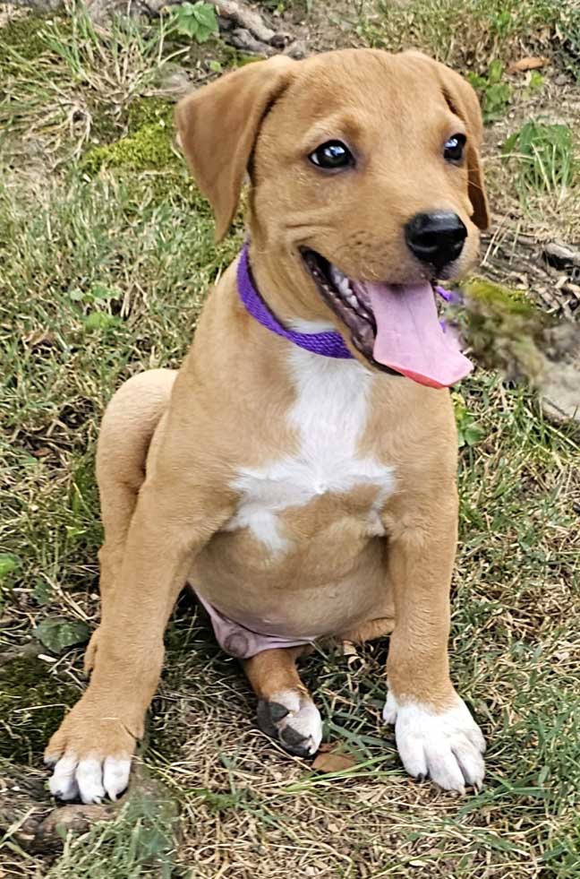 adoptable Dog in Franklin, TN named PUPPY HANK