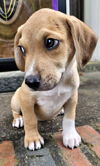 adoptable Dog in , TN named PUPPY CEDAR