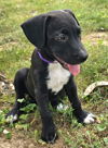 adoptable Dog in , TN named PUPPY TULIP