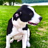 adoptable Dog in , TN named PUPPY NIXON