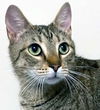 adoptable Cat in Franklin, TN named CUTIE PIE